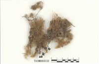 藏品(羽苔屬)的圖片